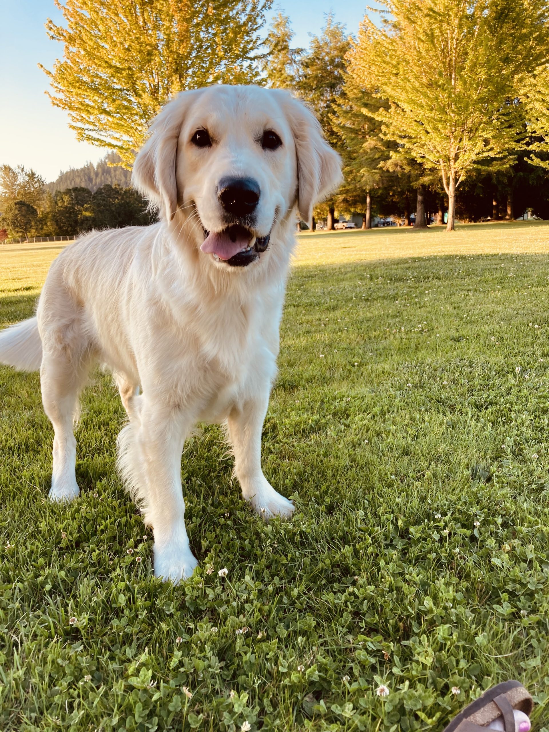 Ava - AKC English Golden Retriever