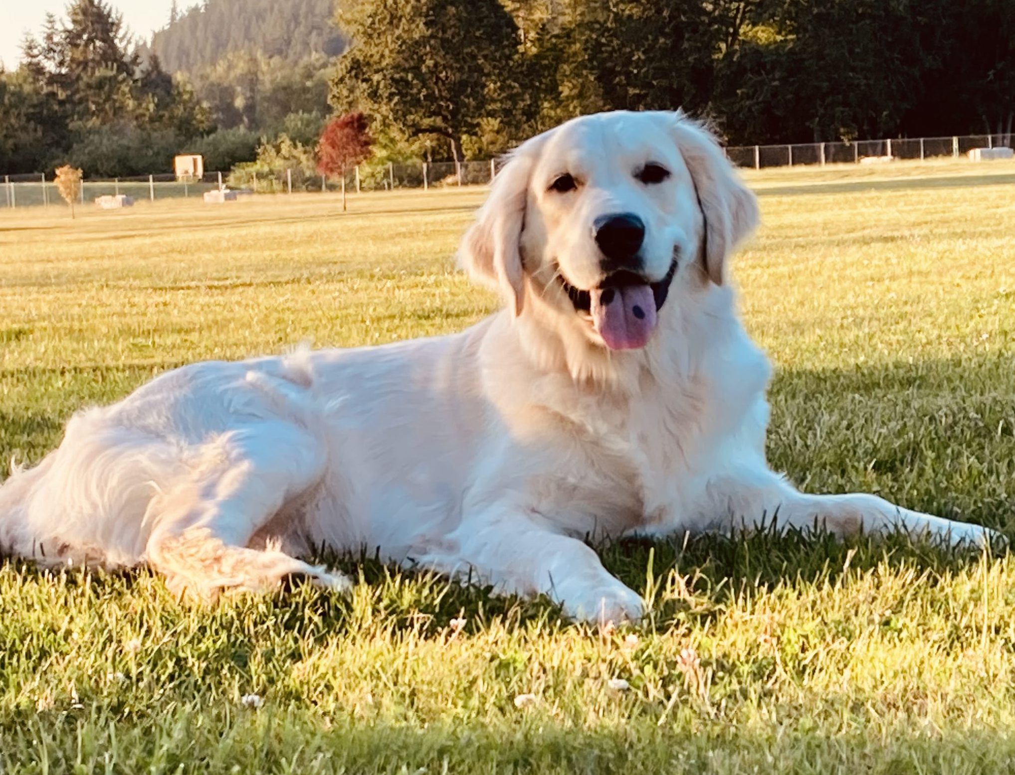 Ava - AKC English Golden Retriever