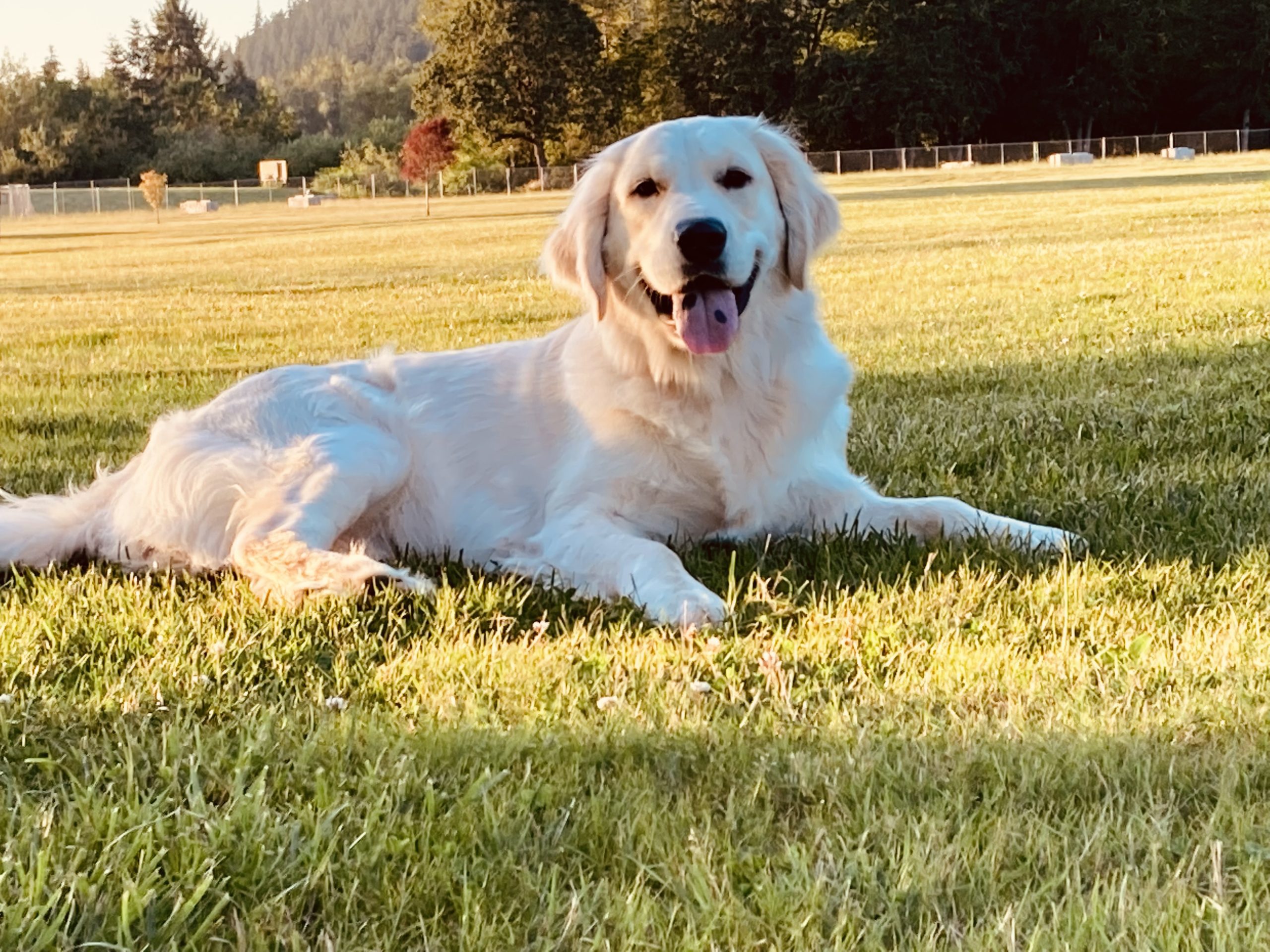 Ava - AKC English Golden Retriever