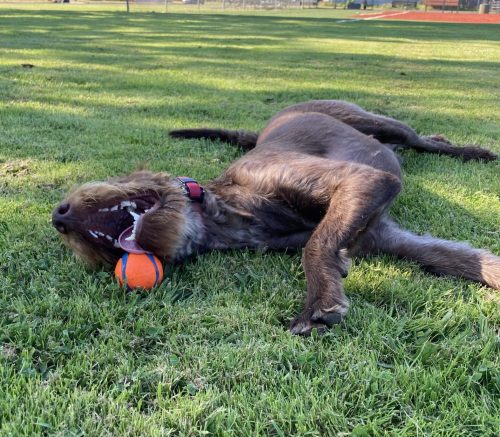 Rolling in the Grass