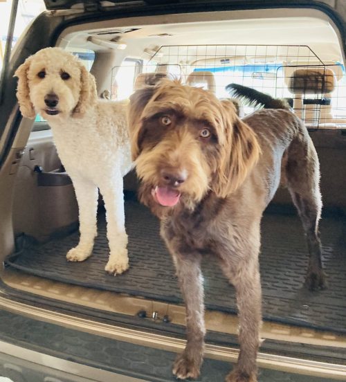 At the Park - Louis and Nala