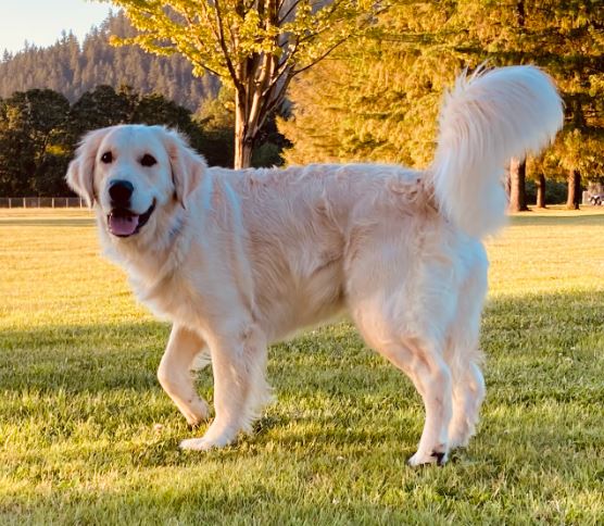 Ava - AKC English Golden Retriever