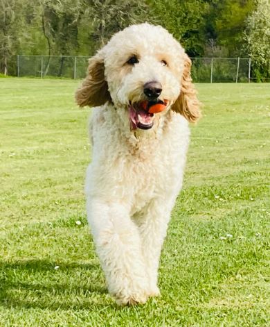 Louis - AKC Standard Parti Poodle