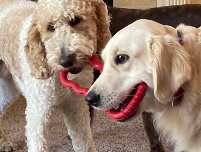 ava's turn to play tug