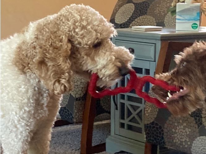 nala and louis play tug