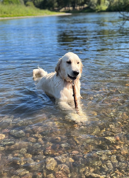 Ava and her stick