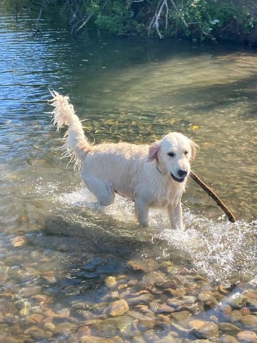 Ava Finds A Stick