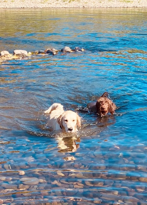 Ava and Nala swimming