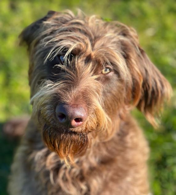 Nala - F1 Chocolate Labradoodle